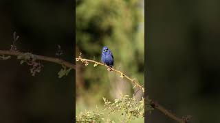 Singing Blue Grosbeak [upl. by Dowski282]