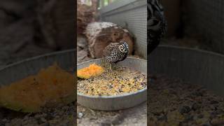 Mearns Quail Monday Montezuma quail scratching his feed 🤎🖤🤍 [upl. by Rob]