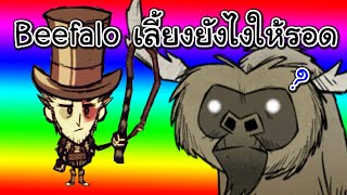 Beefalo เลี้ยงยังไงให้รอด  Dont Starve Together Guide TH [upl. by Sharron]