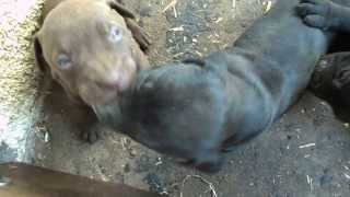 Pitbull Fighting Puppies [upl. by Hammerskjold]