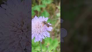 Nice find A Large Scabious Mining Bee on a Scabious what a surprise [upl. by Niac]