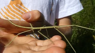 AwA green juvenile Stick Insect Phasmatidae [upl. by Gnat]