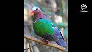 Manatad Emerald Dove Sounds 10 Mins [upl. by Matias]