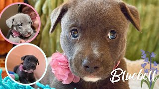 Meet little miss Bluebell The cutest blue pitty puppy [upl. by Duck]