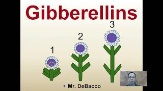 Gibberellins [upl. by Urania645]