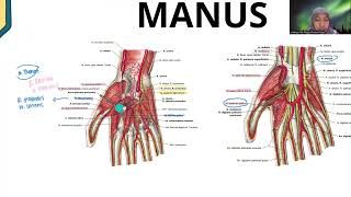 ANATOMI MANDIBULA ANTEBRACHII amp MANUS DAN ARTICULATIO GENU amp OS FEMUR [upl. by Derek]