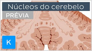 Núcleos do cerebelo prévia  Anatomia Humana  Kenhub [upl. by Stier]