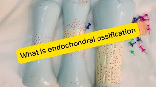 Histogenesis of Bones with Endochondral ossification in an easy method with details🦴🩻 [upl. by Yznyl]