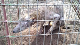 REAL CHUPACABRA in Cooke County with Aaron Smith near Gainesville TX [upl. by Mavis]