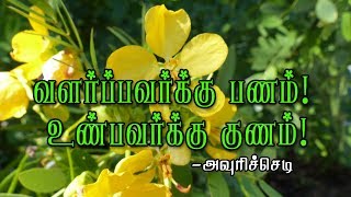 Health benefits of Avuri 🌺அவுரியின் அற்புதம் [upl. by Odelia]