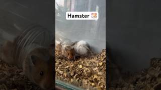 Hamster Shorts Video shortsfeed hamsters [upl. by Camila96]