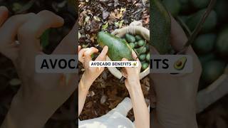 AVOCADO The Super Food you need in your Diet 2024 [upl. by Gaivn950]