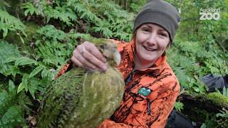 Episode 1  Kākāpō Conservation Field Work on Whenua Hou [upl. by Adnot]