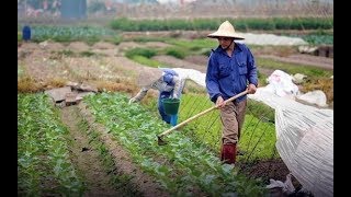 Harnessing Vietnam’s Agricultural Potential [upl. by Ahmar]