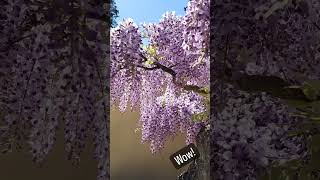 Best Wisteria Bonsai Ive ever seen at Pacific Bonsai Museum Just WOW [upl. by Mackoff]