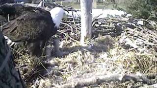 Farewell Sidney Bald Eagles 2011 [upl. by Kciderf]