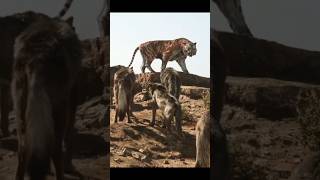 Wolf क्यों इतने खतरनाक होते हैं 🤔🤯By info fact News [upl. by Tarkany]