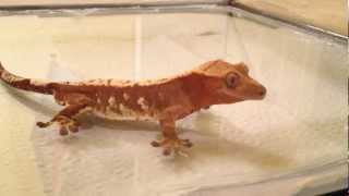 Basic Crested Gecko Care  Feeding Crickets [upl. by Shaughnessy]