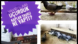 yavruları saldık kaplan yavru ne yaptıkeşfet pigeon guvercinler kabootar birds taklaci pubg [upl. by Geithner]