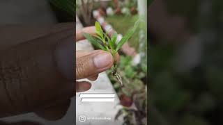 Dianthus propagation  how to grow dianthus cuttings  water propagation dianthus shorts flower [upl. by Darius541]