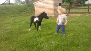 newborn miniature shetland foal gets friendly with young children [upl. by Tammany672]