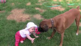 Linus the Boxer plays TugofWar with his baby [upl. by Kaine]