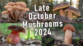 Late October Mushroom Foraging 2024  Boletus Edulis  Saffron Milkcap  Funghi Porcini  mushrooms [upl. by Glennon780]