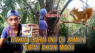 Cara mengatasi hama tupai atau bajing pada tanaman kelapa sawit [upl. by Nerehs]