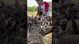 Galangal🌱 satisfying farming harvest [upl. by Tallia461]