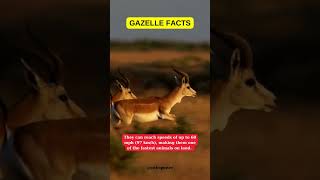 Gazelle Facts [upl. by Frager]