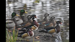 Wood Ducks on a Foggy Morning [upl. by Lansing558]