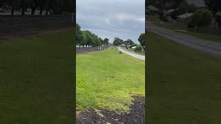 VL99 arriving into Colac as the 8866 train trainspotter railway trainspot trainspotting [upl. by Buyse]