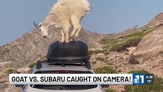 Goat vs Subaru caught on Camera in Colorado [upl. by Sandberg]