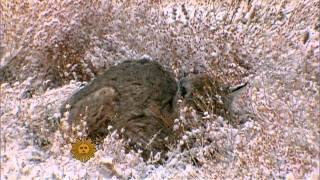 Nature Bobcats riding out the snow [upl. by Mcadams]