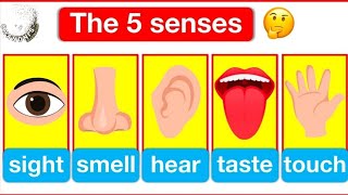 My Five Senses Song  Five Senses Song For Kids [upl. by Vas]