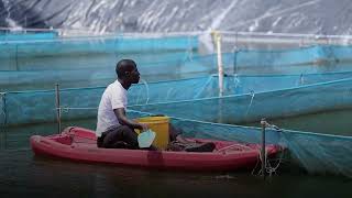 Strengthening Food Security Through Aquaculture  USAID Kenya [upl. by Ahsauqram]