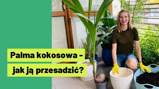 🥥 Palma kokosowa  jak ją przesadzić by nie marniała 👌 [upl. by Guillermo36]