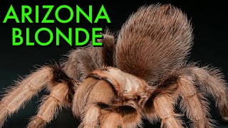 BEST Care For Aphonopelma chalcodes  Arizona Blonde Tarantula [upl. by Peck629]