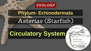 Echinodermata  Asterias Starfish  Circulatory System  Zoology [upl. by Kafka]