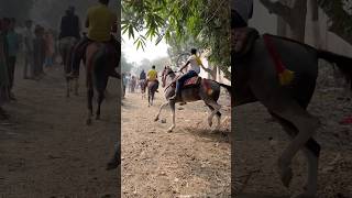 Horse riding 🎠🎠 ytshorts sonpurmela neetubisht trending comedy lakhneet wedding [upl. by Beall]