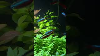 Ludwigia Repens Aquarium Plant Care Guide and Species Profile 🌱 [upl. by Benjamen]