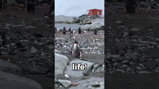 Penguins propose with pebbles 🐧💍 funfacts fyp penguin [upl. by Parnell]