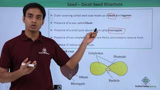 Class 11th – Seed – Dicot Seed Structure  Morphology of Flowering Plants  Tutorials Point [upl. by Bounds]