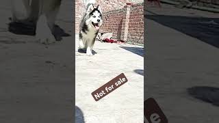 Not for sale  Best and beautiful husky dog Pakistan shoryfeed trendingshorts siberianhusky vie [upl. by Orton]