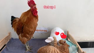 So funny The rooster called the kitten to wake up but the rabbit and the duck objected So healing [upl. by Ssilb781]