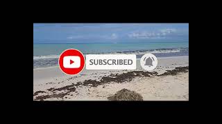 2024 Sargassum seaweed update  Aruba  Oranjestad [upl. by Adnima493]