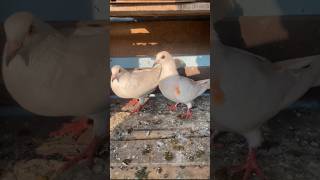 Khandwa se Jabalpur kabutar pahunch gaye pigeon birds [upl. by Kuehn]