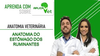 Anatomia Veterinária  Anatomia do Estômago dos Ruminantes [upl. by Garrik]