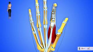 La flexion des doigts de la main rôles des fléchisseurs longs des interosseux et des lombricaux [upl. by Elison]