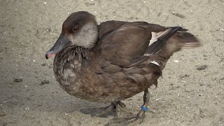 Redcrested Pochard [upl. by Harper]